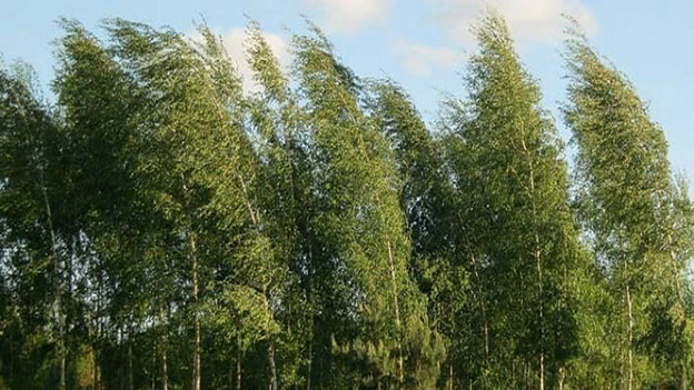 Сильный ветер